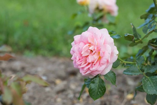 Les peintres impressionnistes français qui ont marqué l'histoire de l'art