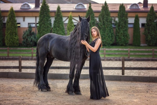 Les chevaux Frisons : des créatures à la fois intelligentes et dociles